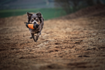 Hund rennt im Sand und schnappt beißt einen Dummy mit Bäumen und Sträuchern im Hintergrund