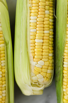 Ears of corn with husk