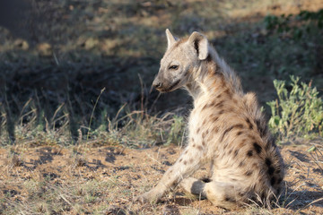 Tüpfelhyäne / Spotted Hyaena / Crocuta crocuta.