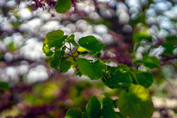 Tree in bloom, detail, northern Mediterranean, Croatia