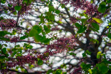 Tree in bloom, detail, northern Mediterranean, Croatia