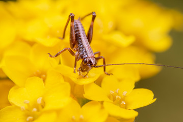 grasshopper on a leaf