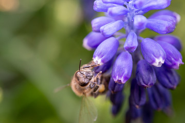 Working bee on blue flower