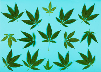 Cannabis Leaves on Turquoise