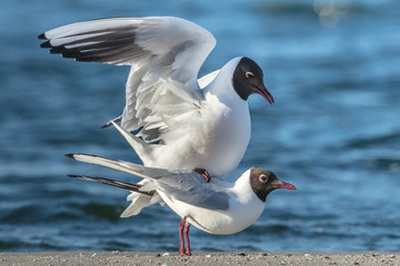 Fototapeta premium möwenhochzeit