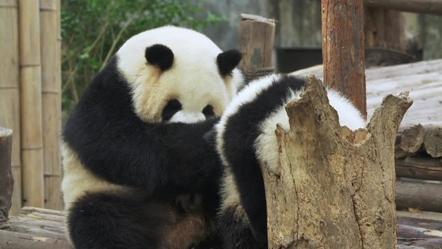 On wooden ground, panda mama hugging her baby and putting another one in an empty stump, lying herself down with holding her baby to tease cub. Warm happy reunion time in zoo. 