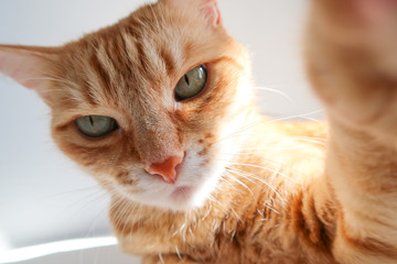 Ginger cat taking a selfie shot and looking seriously. Cute cat with green eyes