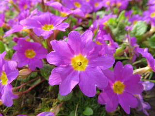 Obraz premium flowerbed with pink primroses