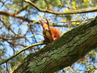 red squirrel on a branch looking at you
