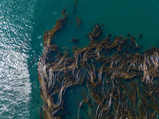 Kelp Mass