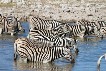 Fototapeta na wymiar Zebras (Equus quagga) drinking at a waterhole - Etosha National Park - Namibia