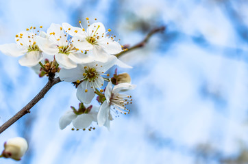 blossoming plum against the blue sky