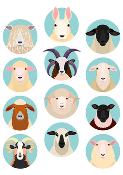sheep heads set