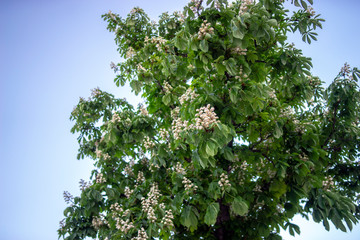Fototapeta na wymiar Chestnut in bloom, spring, Mediterranean, Croatia
