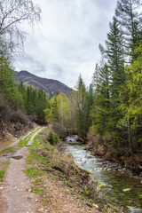 Fototapeta na wymiar Small but stormy mountain river Small Yaloman and the road through the forest in Altai, Russia
