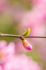 Spring flowers，multiplex，petal,beauty,flora,