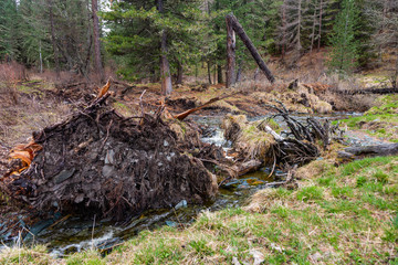 A small but stormy mountain river Small Yaloman pulled out a tree with roots in Altai, Russia