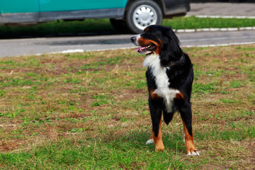 Bernese Mountain Dog