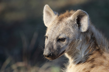 T&uuml;pfelhy&auml;ne / Spotted Hyaena / Crocuta crocuta.