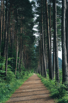 Countryside path in the forest
