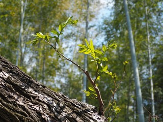 春の芽吹き
