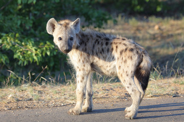 Tüpfelhyäne / Spotted Hyaena / Crocuta crocuta.