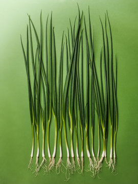 Row of green scallions in minimalist layout