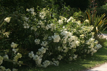 Hydrangea paniculata – Hortensia paniculé – Panicle hydrangea