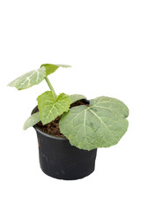 close up of young green pumpkin leaves in a pot prepared to growth in a soil, isolated on white background with copy space for texting or wording. 