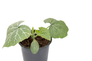close up of young green pumpkin leaves in a pot prepared to growth in a soil, isolated on white background with copy space for texting or wording. 