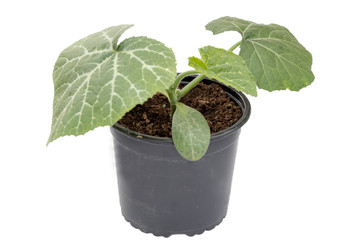 close up of young green pumpkin leaves in a pot prepared to growth in a soil, isolated on white background with copy space for texting or wording. 