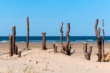 Dead trees on beach