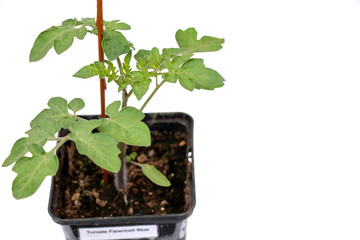 Background of young tomatoes plants isolated on white background and copy space for text or words.