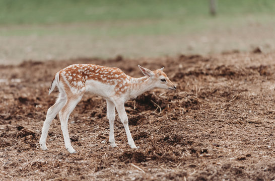 Fallow