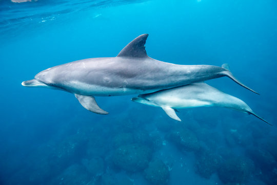 Dolphin mom and calf