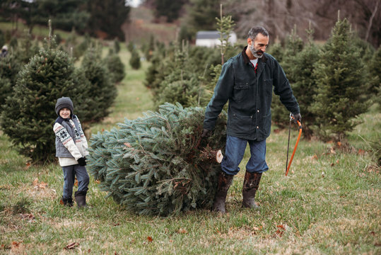 Christmas tree farm