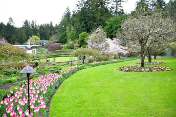 Tulips in the Butchart Gardens. Victoria BC.
