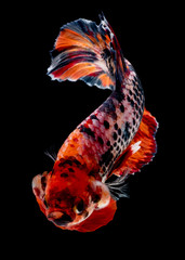 Betta fish Fight in the aquarium