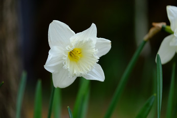 Narzisse geh&ouml;rt zu den Fr&uuml;hbl&uuml;hern 