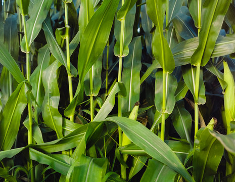 Corn Stalk Detail