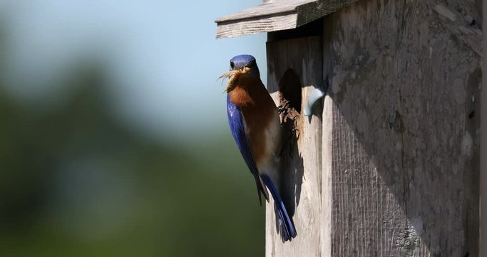 Wide shot of a male Eastern Bluebird (Sialia sialis) feeds young bluebirds in the nest in a backyard bird house. You can clearly see the large insect he's got in his beak.