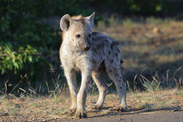 Tüpfelhyäne / Spotted Hyaena / Crocuta crocuta.