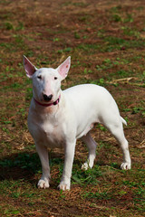 Fototapeta premium dog breed Bullterrier