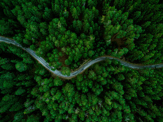 aerial view of the forest