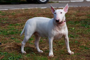 Obraz premium dog breed Bullterrier