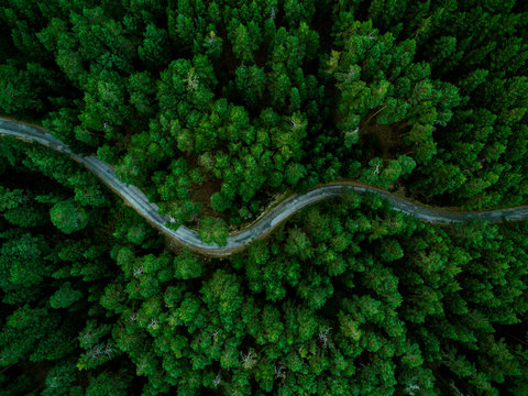 Aerial View Of The Forest