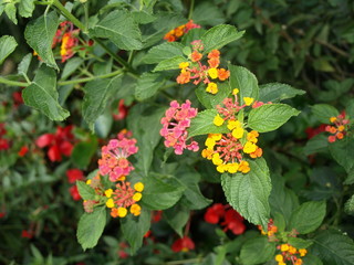 Lantana camara –Lantanier – Spanish flag