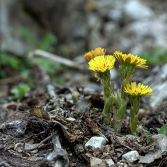 Awakening of spring flowering plants in nature.