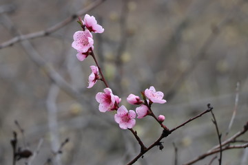 Beautiful peach tree flowers in spring