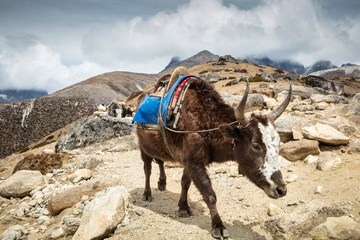 Pack animal in Himalayas, Khumbu, Nepal